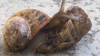 Snail Gives Birth  Birth of a Snail [upl. by Attenol]