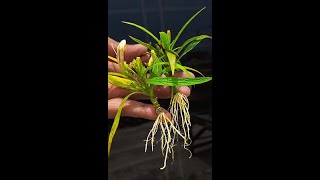 Ruellia Simplex  Mexican Petuniasviralvideoシ composite highlights viewers Flowers [upl. by Brindle]