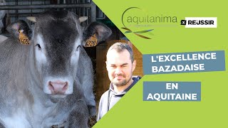 Salon de lagriculture de Bordeaux  visite chez Alexandre Hontang éleveur de bazadaises [upl. by Aihsotal]