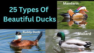 25 Types Of Most Beautiful Ducks  With Tips For Identification [upl. by Eudora]