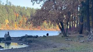 Bear at sancarlos rez [upl. by Obeded]