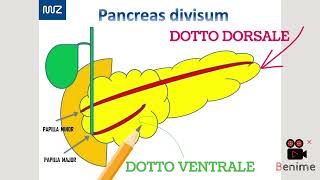 PANCREAS DIVISUM [upl. by Sidonia]