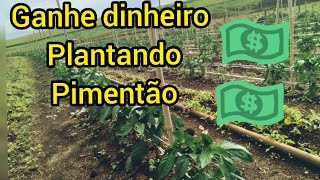 ganhe dinheiro com plantio de pimentão [upl. by Cuyler]