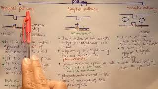 mr i explains Root Hair Cells and Water Uptake for IGCSE [upl. by Nylodnarb]