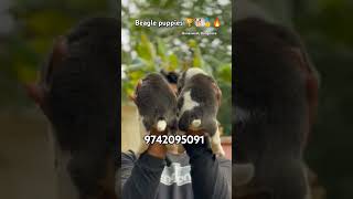 Show quality 🔥 beagle puppies for sale in Bangalore pets quality doglover dog puppy cute [upl. by Aztiram]