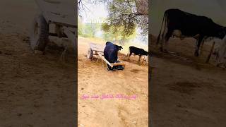 ماشاءاللہ اپنے مالک کا سمجھدار عقلمند بیلshortvideo shorts shortsanimals short [upl. by Schaab]