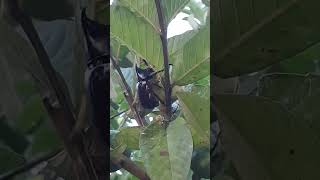 Oryctes rhinoceros rhinoceros beetle insects beetle enjoy guava juice habitat gardenlife [upl. by Menides]