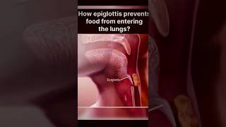 How Epiglottis Prevent Food From Entering The Lungsshorts youtubeshorts Medicusmind [upl. by Herrick790]