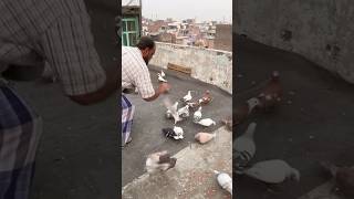 Kabutar pakar liya sedi ka😍 shorts kabootar pigeon birdslover [upl. by Arrotal]