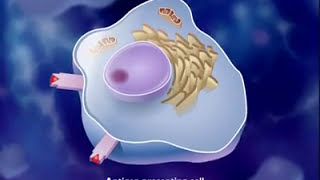 MHC class 1 Endogenous pathway for antigen presentation [upl. by Ellainad]