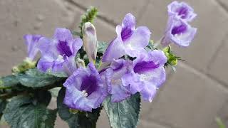 Strobilanthes Dyerianus Escudo Persa en Floración  Persian Shield in Flowering [upl. by Merri]