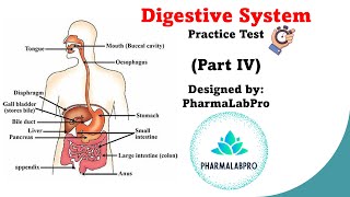 Digestive system part 4 [upl. by Ruhtra]