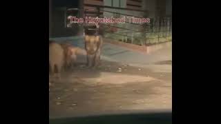 Pigs Phase6 Hayatabad Peshawar Pakistan [upl. by Allina345]