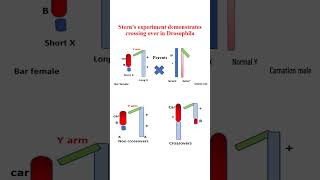 Cytological evidences of crossing over [upl. by Farly171]