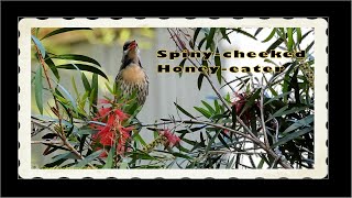 Bird CallsSongsSoundsSpinycheeked Honeyeater backyardbirds [upl. by Jerri489]