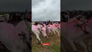 Bullock cart race ❣️🚩 trending trendingshorts subscribe [upl. by Elisee969]