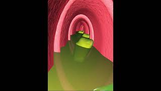 Digestive system peristaltic of small intestine 3D Animation [upl. by Nahtannhoj494]