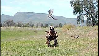 Apostlebirds Attack Wedgetail Eagle and Raven [upl. by Annawal]