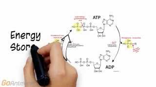 ATP Phosphocreatine System Overview V20 [upl. by Kelly]