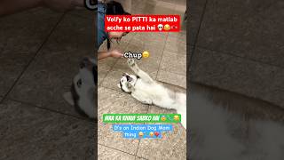 Husky knows MAA KA KHAUF 😰😂🩴 dogmomlife funny siberianhusky [upl. by Airasor]