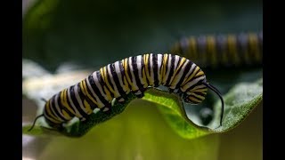 Milkweed amp the Monarch Butterfly Life Cycle [upl. by Yelrebmyk]