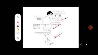 Q Discuss about Gigantism Acromegaly and Dwarfism [upl. by Eltotsira]