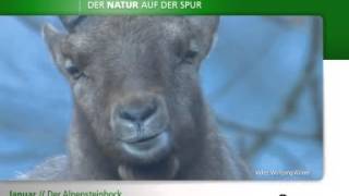 Der Alpensteinbock [upl. by Latsyrhc]