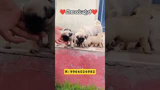 PUG PUPPIES AVAILABLE 🐶🔥☎️9964024982 bijapur vijaypur vijayapura puppies dog [upl. by Abra]