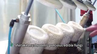 Benefits of shiitake mushroomshiitake mushroom cultivation growing farming production line [upl. by Smart844]