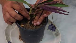 Tradescantia Spathacea cutting we got from the mother Plant [upl. by Hasile392]