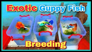 Exotic Guppy Breeding शुरू  START  Guppy Breeding Setup  How to Breed Guppy Fish at Home [upl. by Libyc53]