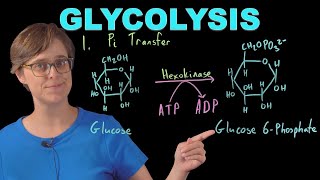 Glycolysis Need to Know for Biochemistry [upl. by Haimirej]