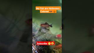 halloween fish aquarium beautiful oscarfish fishtank [upl. by Terzas]