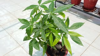 Lucky Plant  Pachira Money Tree  Care of Pachira  Money Tree  Fun Gardening [upl. by Marigolde]