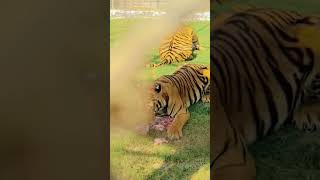 Tiger eat meetshortvideoviralvideopleaselikemyvideopleasesubscribemychanel [upl. by Riatsila]