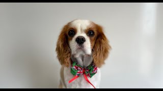 Cavalier King Charles Spaniel Full groom  Dog Grooming [upl. by Virgin]