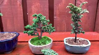 Hinoki Sekka Bonsai Party [upl. by Andree]