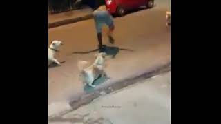 Harmane  Patlamaya Devam Meme  Dogs vs Man fight [upl. by Kathy]