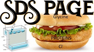 SDS PAGE II Protein Electrophoresis Sodium Dodecyl Sulfate Polyacrylamide Gel Electrophoresis [upl. by Liba]