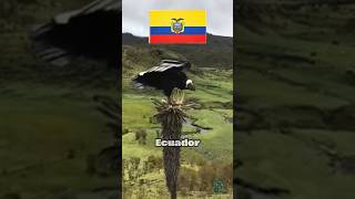 El ave que reina las cordilleras de los andes  interesante entretenimiento curiosidades [upl. by Araas]