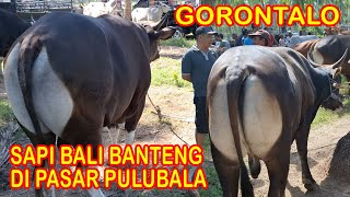 Pasar Terbesar Di Gorontalo  Harga Sapi Bali Jantan Banteng Part 1 [upl. by Nitsud]