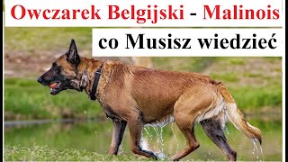 Owczarek Belgijski  Malinois  co Musisz wiedzieć [upl. by Atikihs]