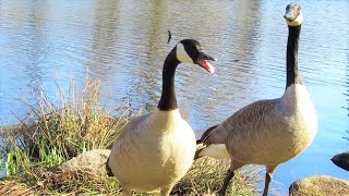 Angry Goose HISSING [upl. by Nottage824]