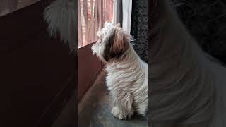 Cute baby barking shihtzu puppy videos love viralshorts shihtzu furbaby woofwoof shorts yt [upl. by Annuahsal]