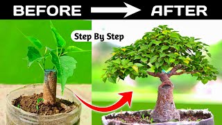 Bonsai Making From Branch cutting ⏲️  36 Years Timelapse ⏲️ [upl. by Batty]