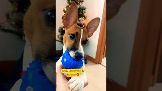 Puppy finds a toy under ￼the Christmas tree jackrussellterrier jackrussell puppy [upl. by Maritsa]