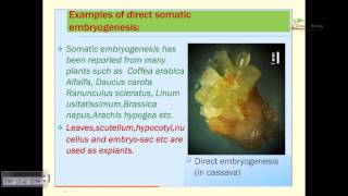 Somatic embryogenesis [upl. by O'Connor]