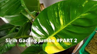 Stek Batang quotSirih Gading JumBoquot Daun Besar dan kinclong PART 2 [upl. by Naig]