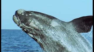 The Sperm Whale Prepares To Breed  Attenborough  Life of Mammals  BBC Earth [upl. by Enelad]