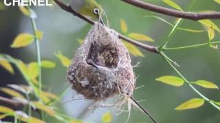 CANTIKNYA BURUNG KACAMATA MELOLOH ANAK ANAKNYA [upl. by Llerrod]